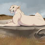 european lioness