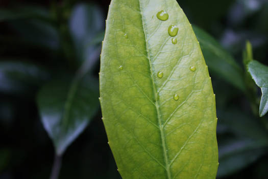 Drops of rain