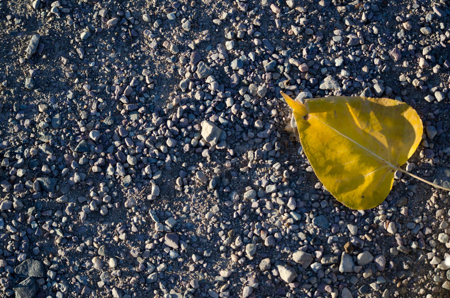 Yellow Leaf Bathed in Shadow