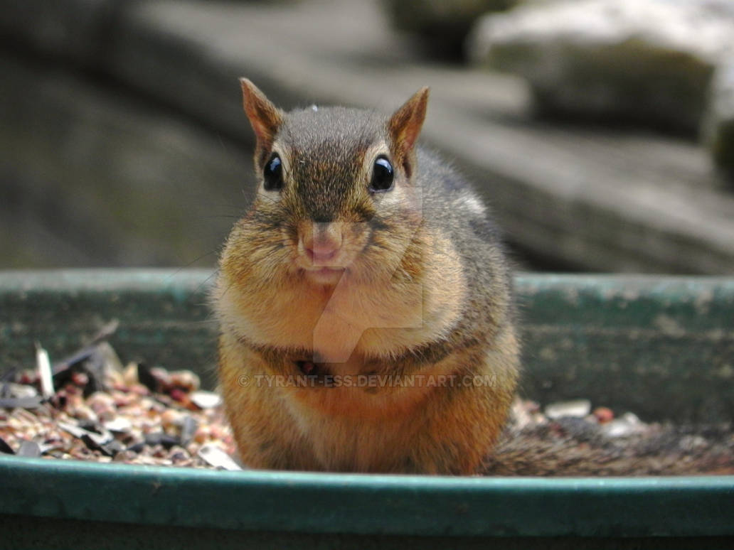 Full Cheeks by Tyrant-ess on DeviantArt