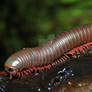 Millipede V2