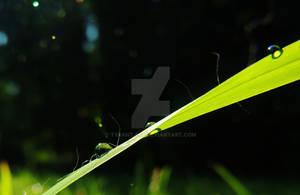 Grassy Dew V2