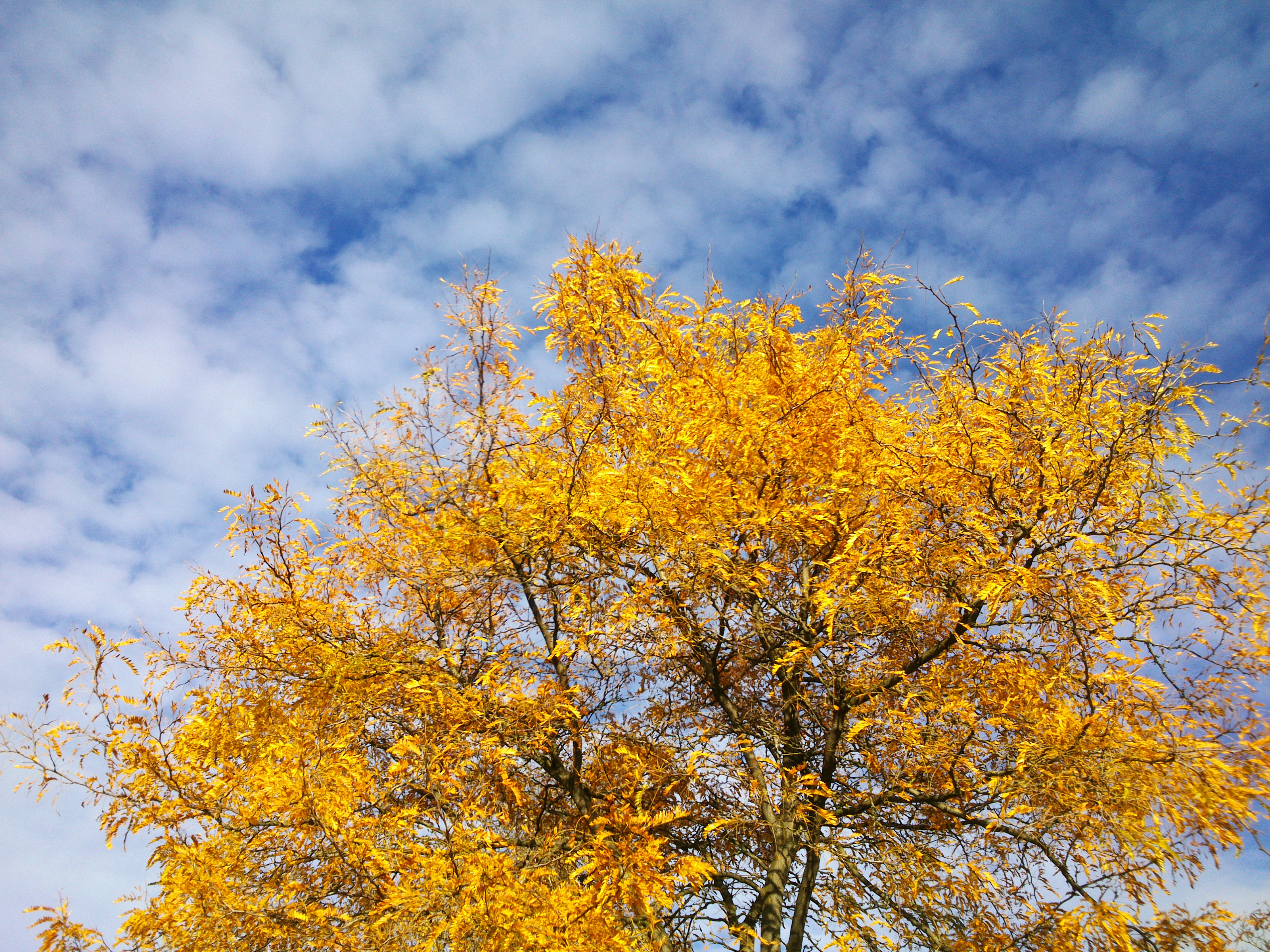 Golden Autumn