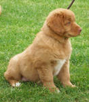 Puppy by Smaragd01