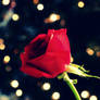 Bokeh Rose