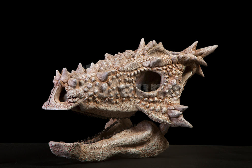 Dracorex hogwartsia