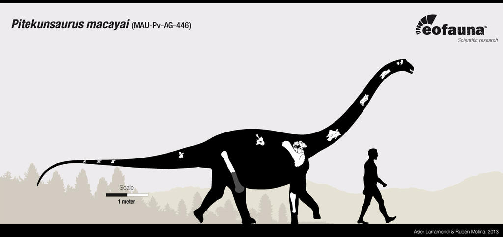 Pitekunsaurus macayai