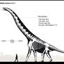 Giraffatitan brancai skeletal
