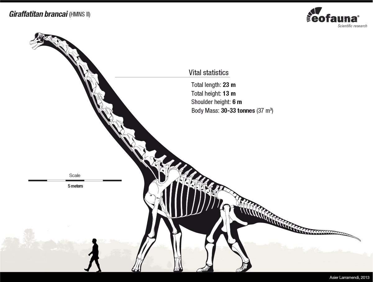 Giraffatitan brancai skeletal