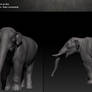 Juvenile Mastodon 3D (Mammut americanum)