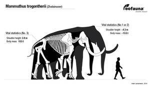 Songhua River Mammoths body size
