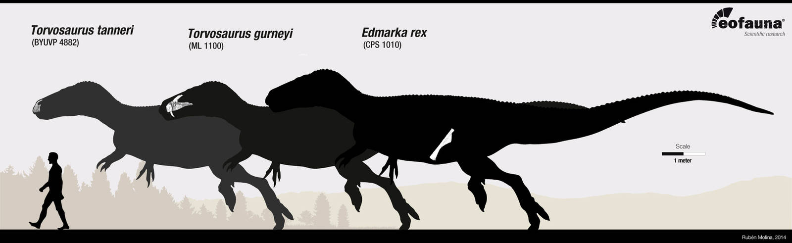 Torvosaurus vs 'Edmarka' by EoFauna