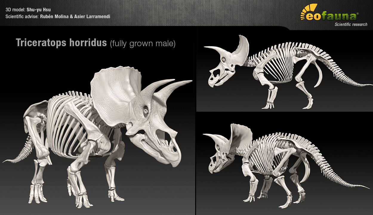 Triceratops horridus 3D skeleton