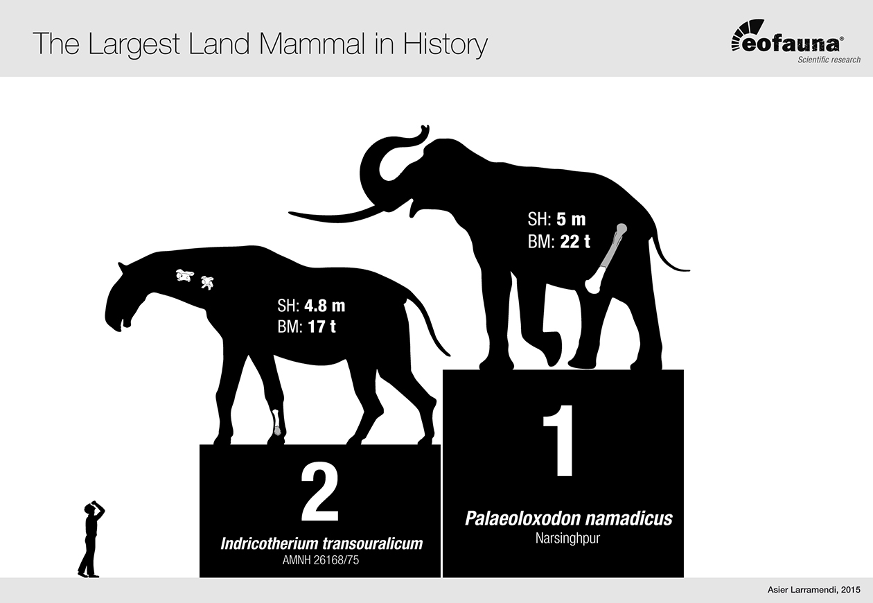 The Largest Land Mammal in History