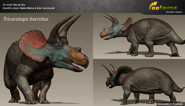 Triceratops in the flesh (work in progress)