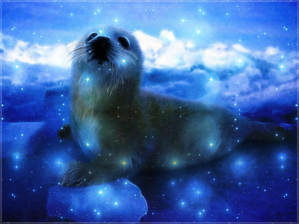 Seal wallpaper