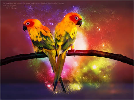 Paradise Birds