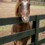 Nosy Horses 009 | Buster