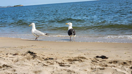 Herring and Great Black Backed Gull #1