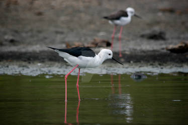 Water birds