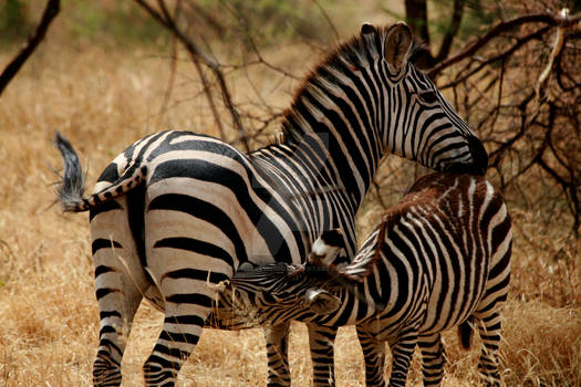 Young Zebra