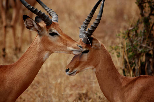 Two Impalas