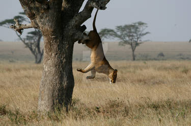 Lion jumping from a tree