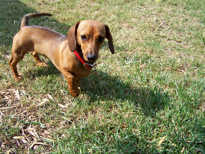 Daschund Puppy