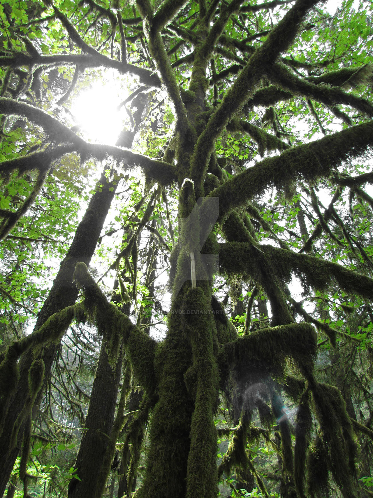 Tree covered in moss in Silver Falls