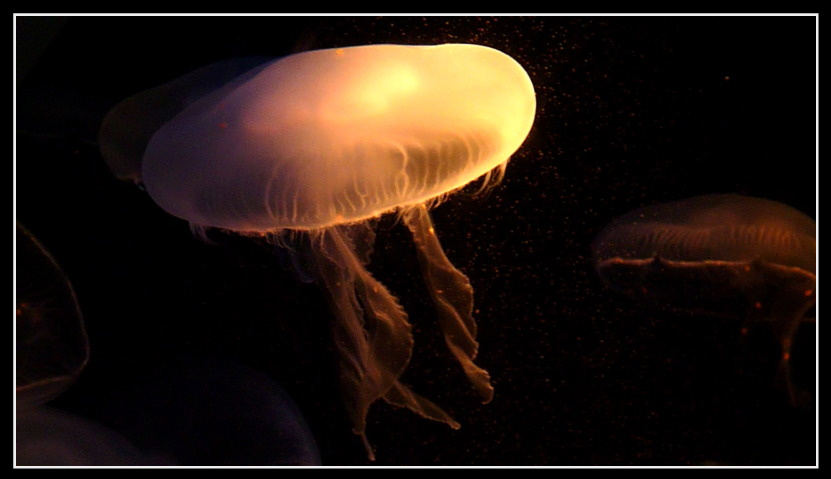 Moon Jellyfish