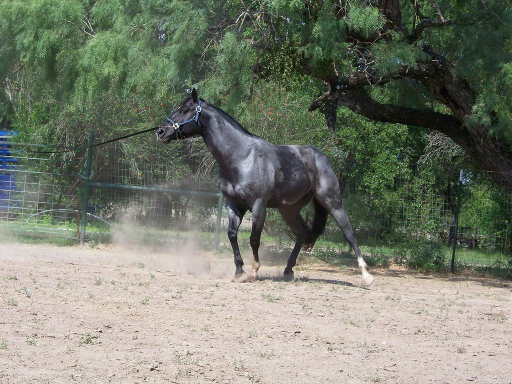 blue roan 3