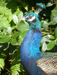 Peacock