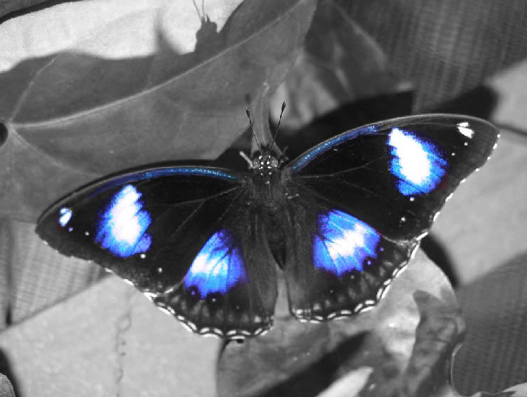 Название бабочек для детей. Виды бабочек. Разные бабочки. Красивые бабочки и их названия. Редкие виды бабочек.