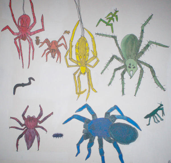 Spider Insect Deviantart Spiders by EmeraldWolf77 on DeviantArt