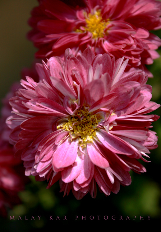 beautiful dahlia flower