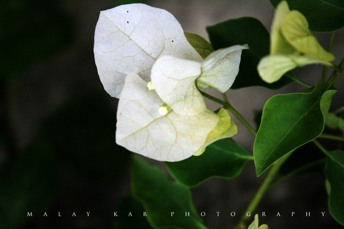 white flower III