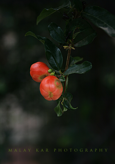 Pomegranate fruit