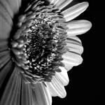 Gerbera in black and white II by serel