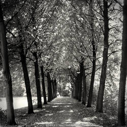 Tree-lined Path