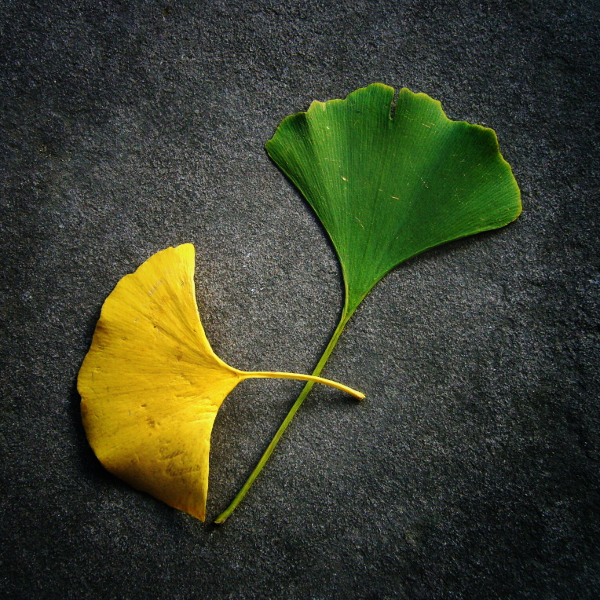 Week 15 - Ginkgo Leaves