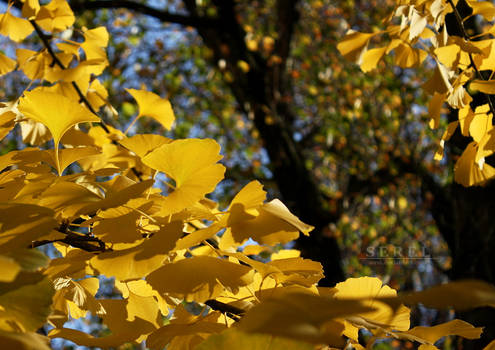 Autumn Ginkgo