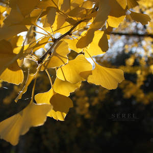 Autumn Ginkgo II