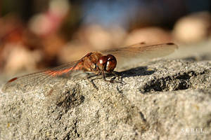 Little Dragonfly