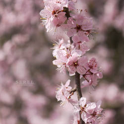 Sakura Blossoms