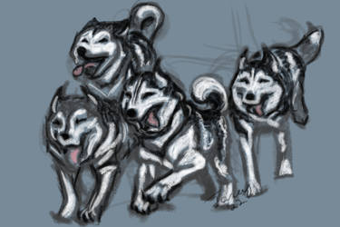 sleddogs