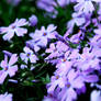 Purple Flowers 2