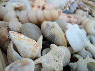 Shells