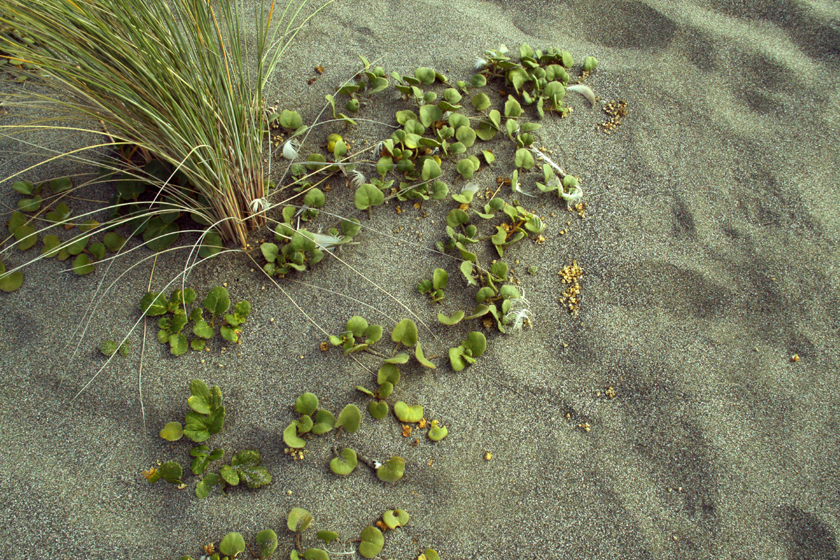 European Beach Grass