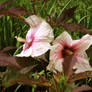 Pink Flowers