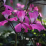 Pink Flowers